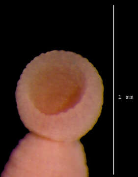 صورة <i>Trachelobdella bathyrajae</i>