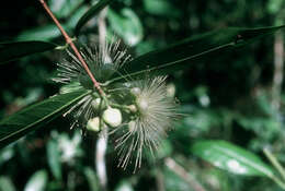 Слика од Syzygium jambos (L.) Alston