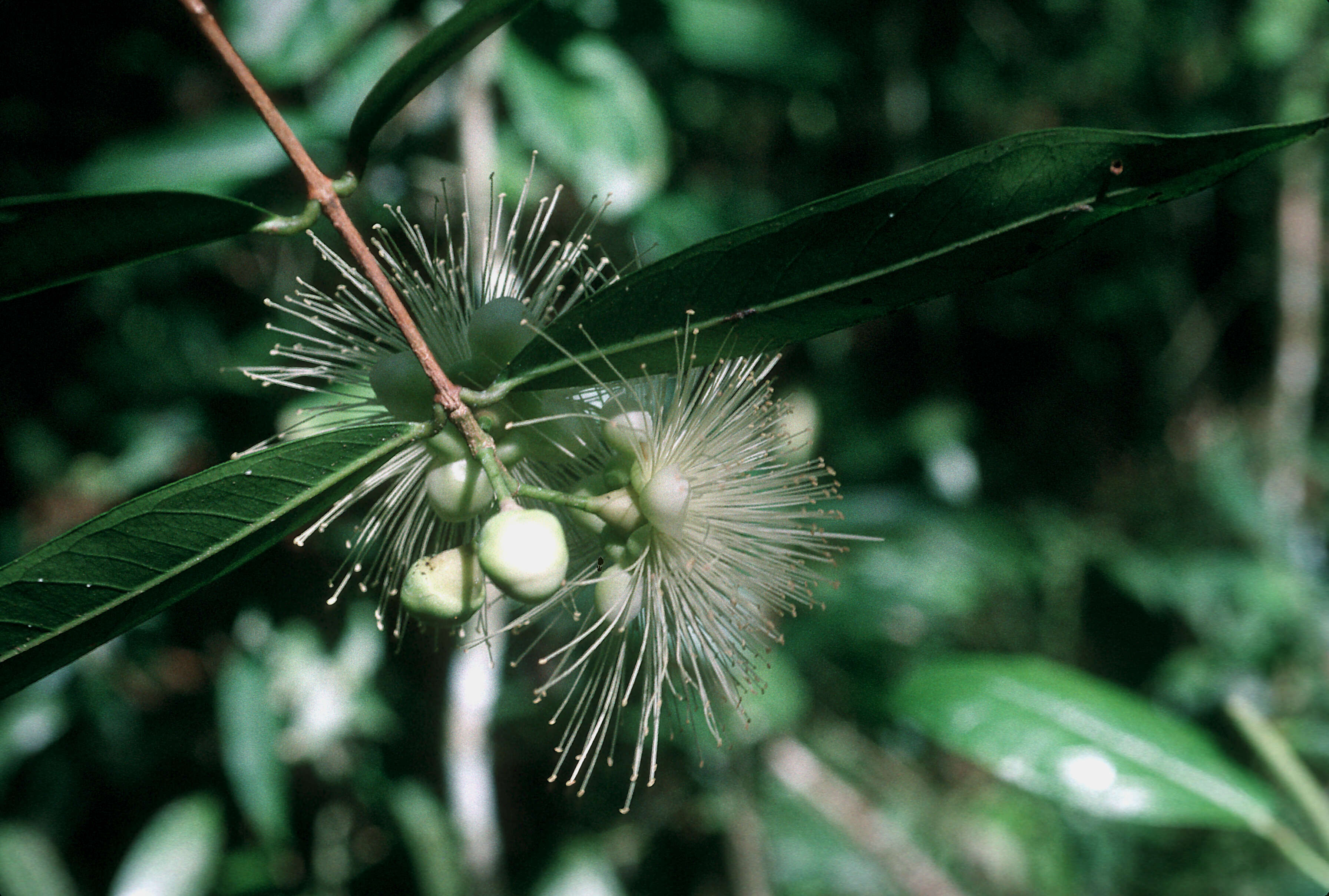 Слика од Syzygium jambos (L.) Alston