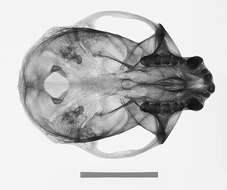 Image of Cercopithecus mitis kolbi Neumann 1902