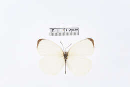 صورة Eurema albula (Cramer (1775))