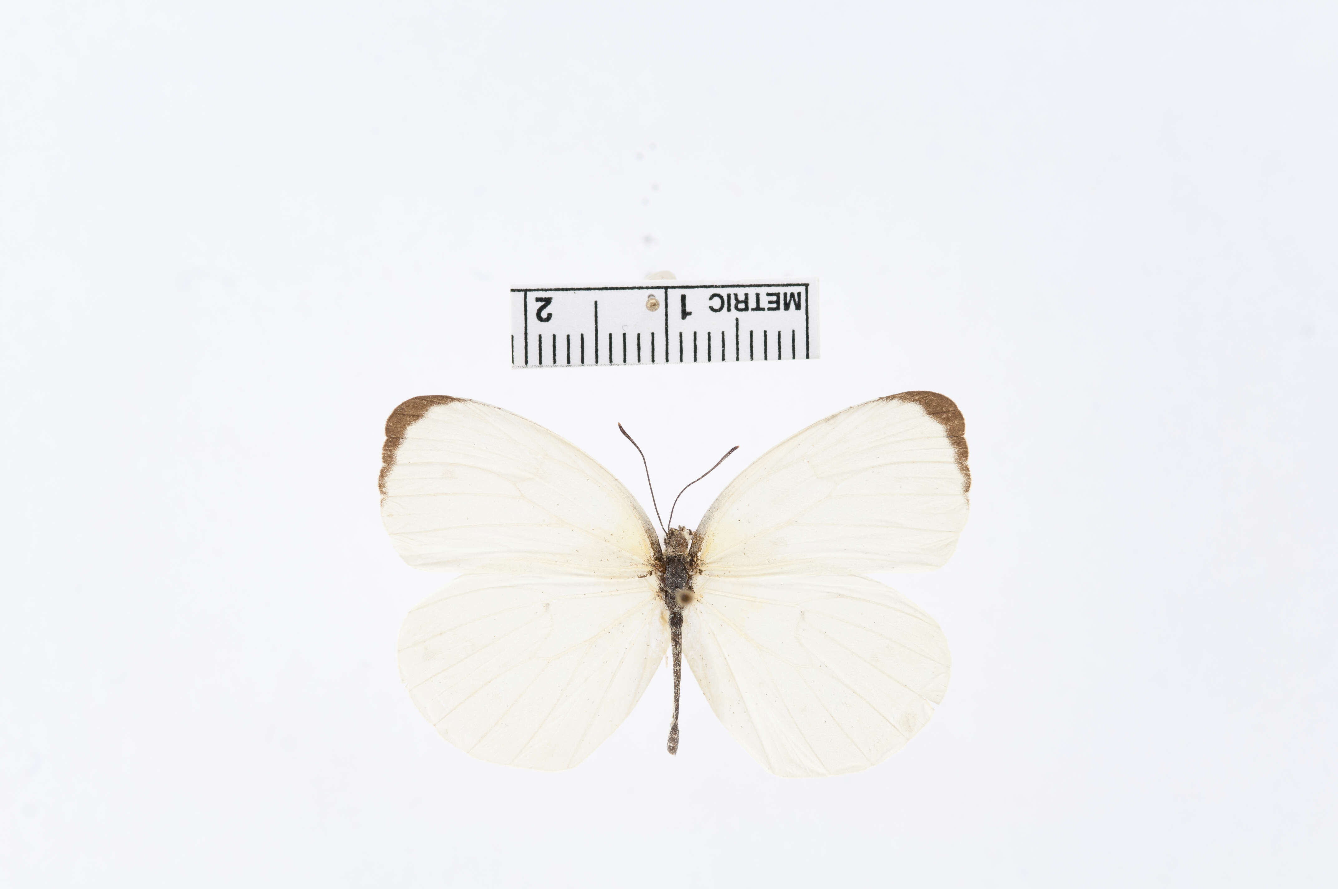 صورة Eurema albula (Cramer (1775))