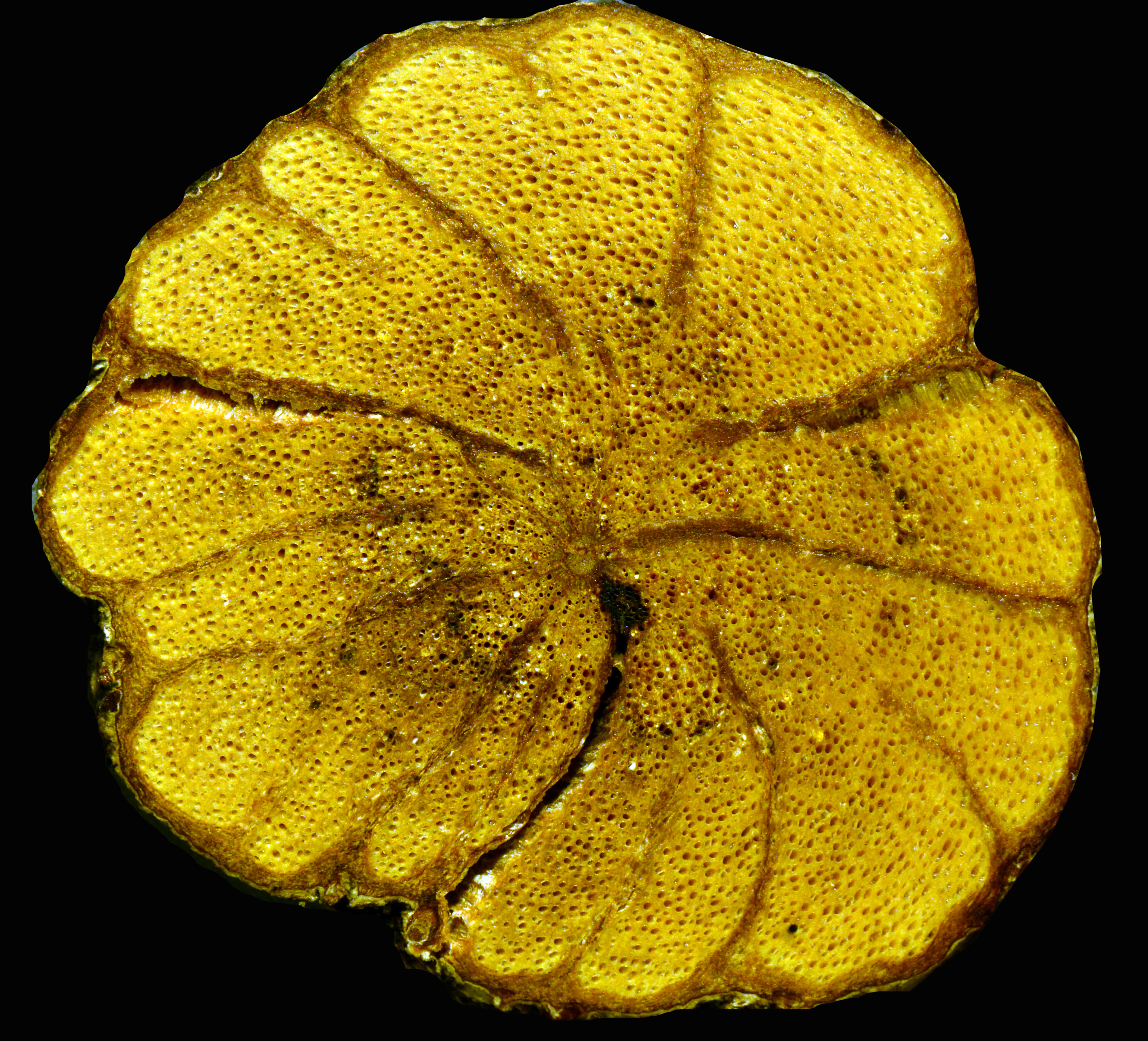 Image of Mascagnia sepium (A. Juss.) Griseb.