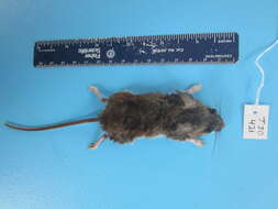 Image de Peromyscus maniculatus (Wagner 1845)