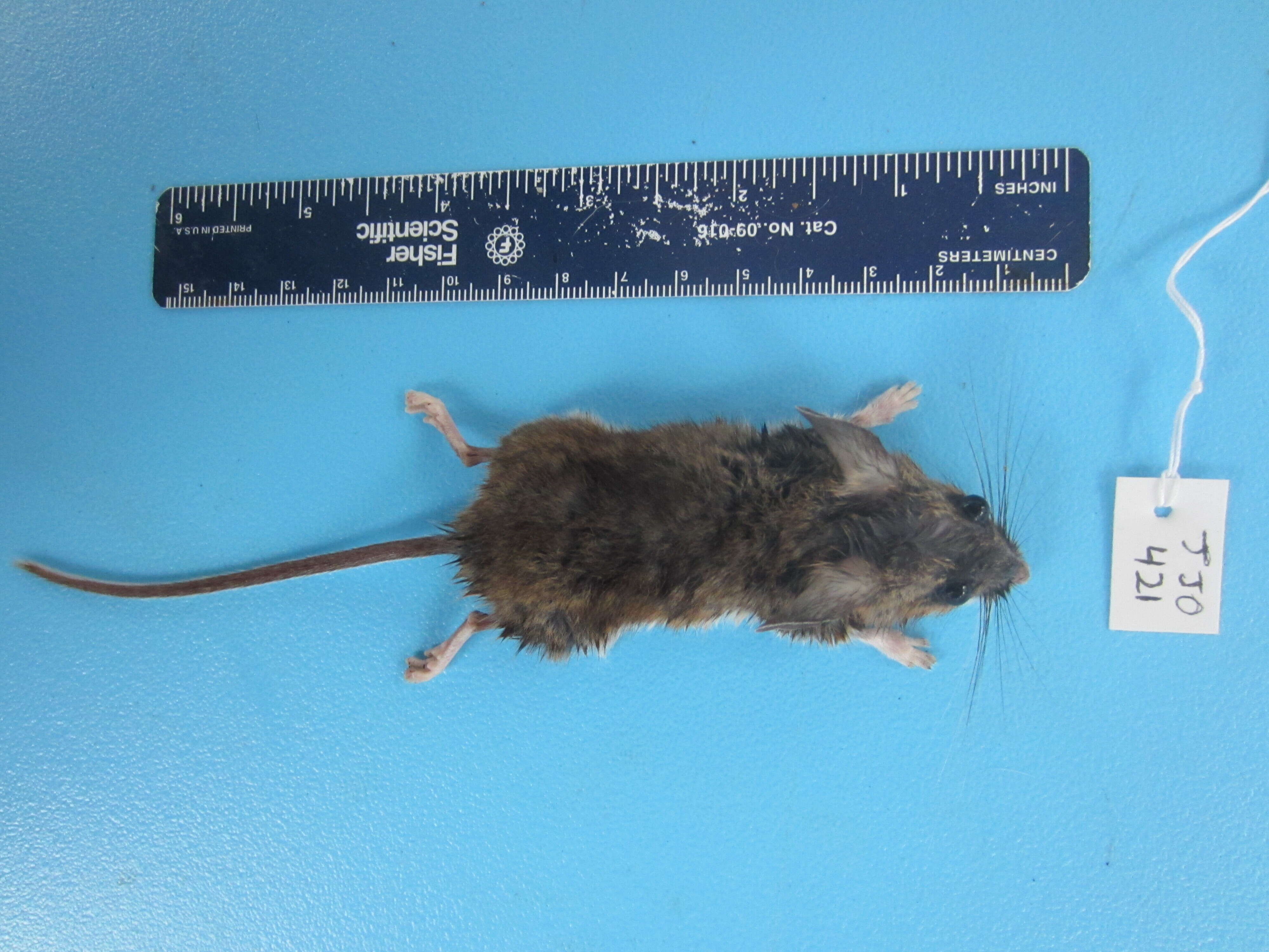 Image de Peromyscus maniculatus (Wagner 1845)