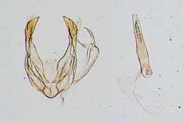 Image of Microcausta bipunctalis Barnes & McDunnough 1914