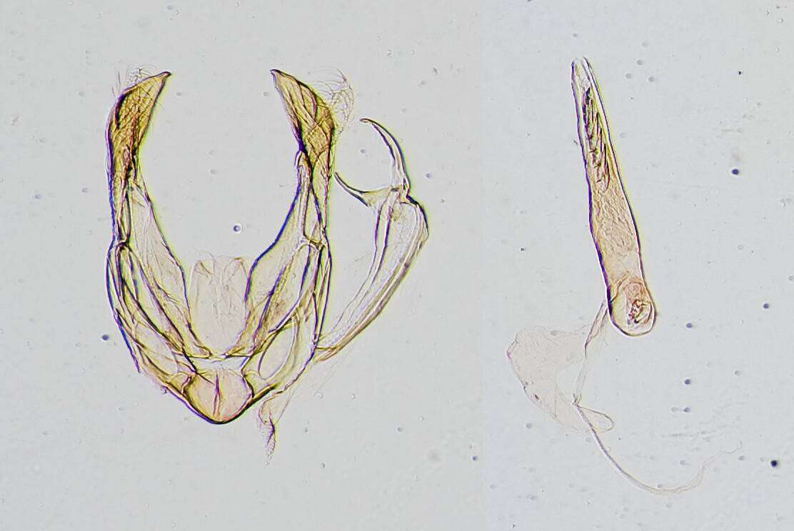 Image of Microcausta bipunctalis Barnes & McDunnough 1914