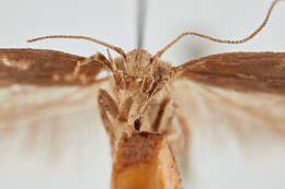 Слика од Phthorimaea