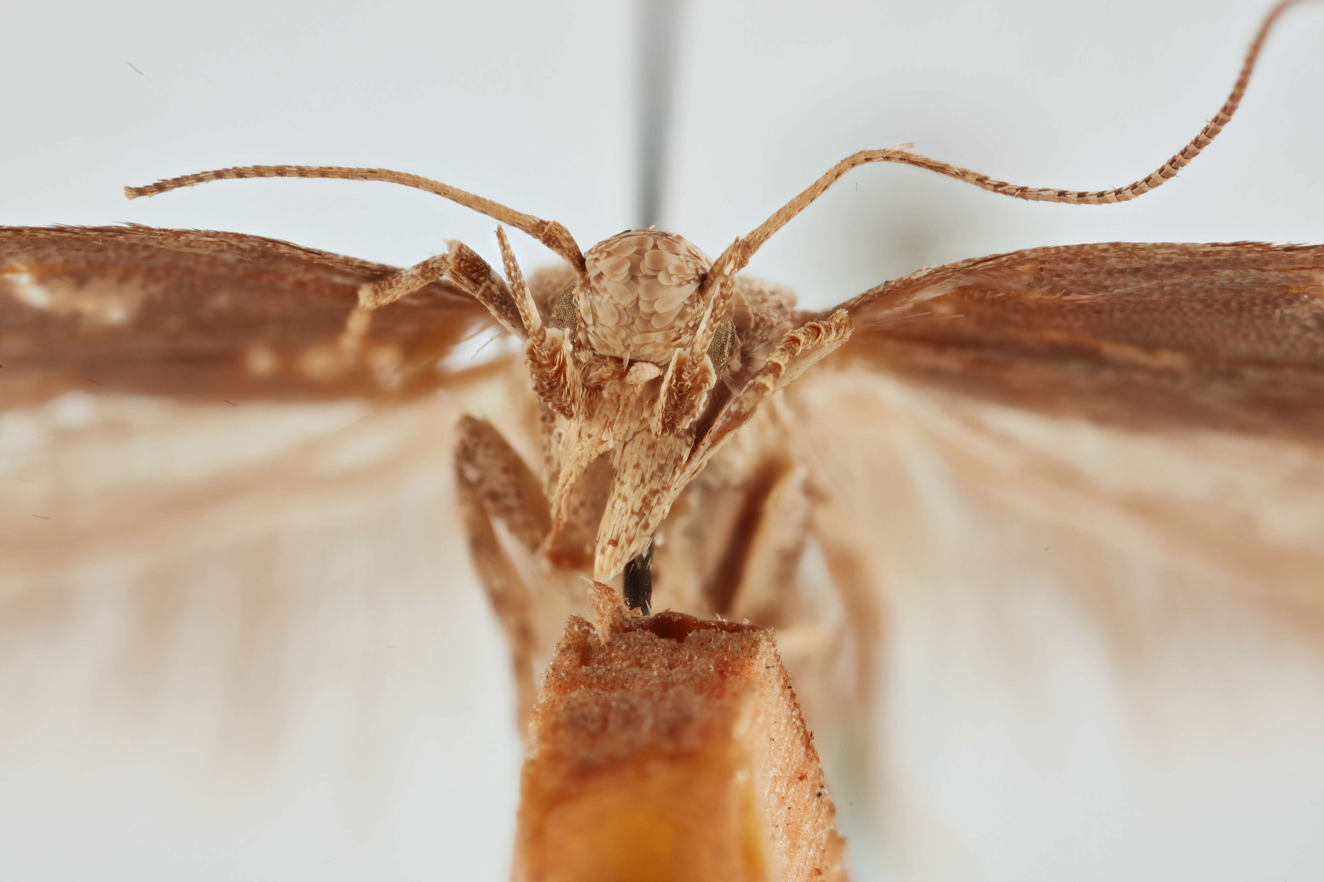 Слика од Phthorimaea
