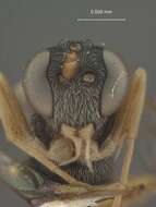 صورة Hyposoter annulipes (Cresson 1864)