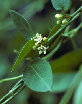 Image of Cheesman's swallow-wort