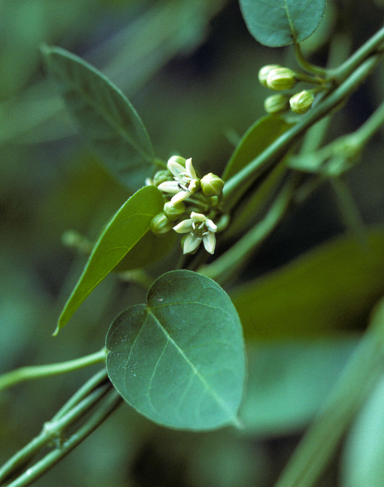 صورة Metastelma decipiens (Schltr.) Pittier