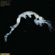 Image of Skeleton shrimp