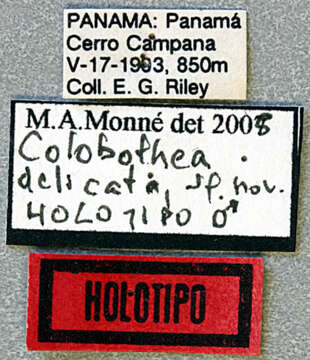 Image of Colobothea delicata Monné 2005