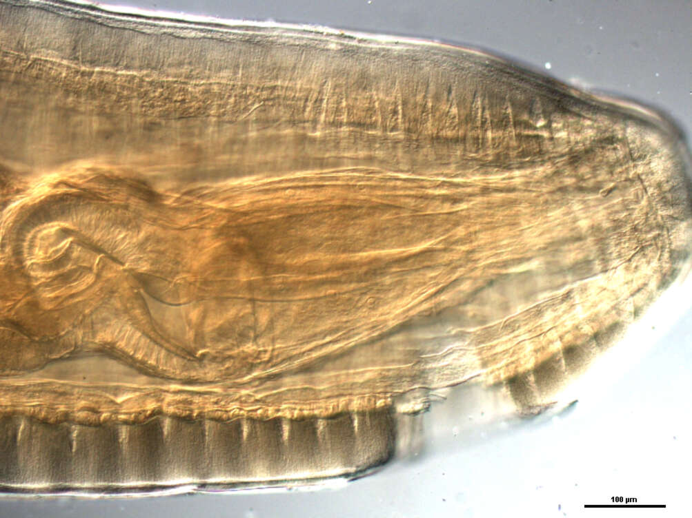 Image of Mediorhynchus papillosus Van Cleave 1916
