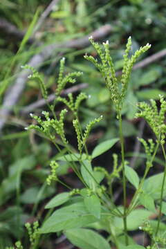 Image of Lax Hornpod