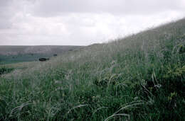 Image of Stipa holosericea Trin.