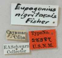 Image of Eupogonius nigritarsis Fisher 1926