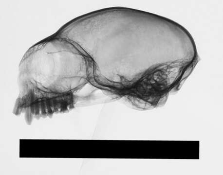 Image of Common Marmoset