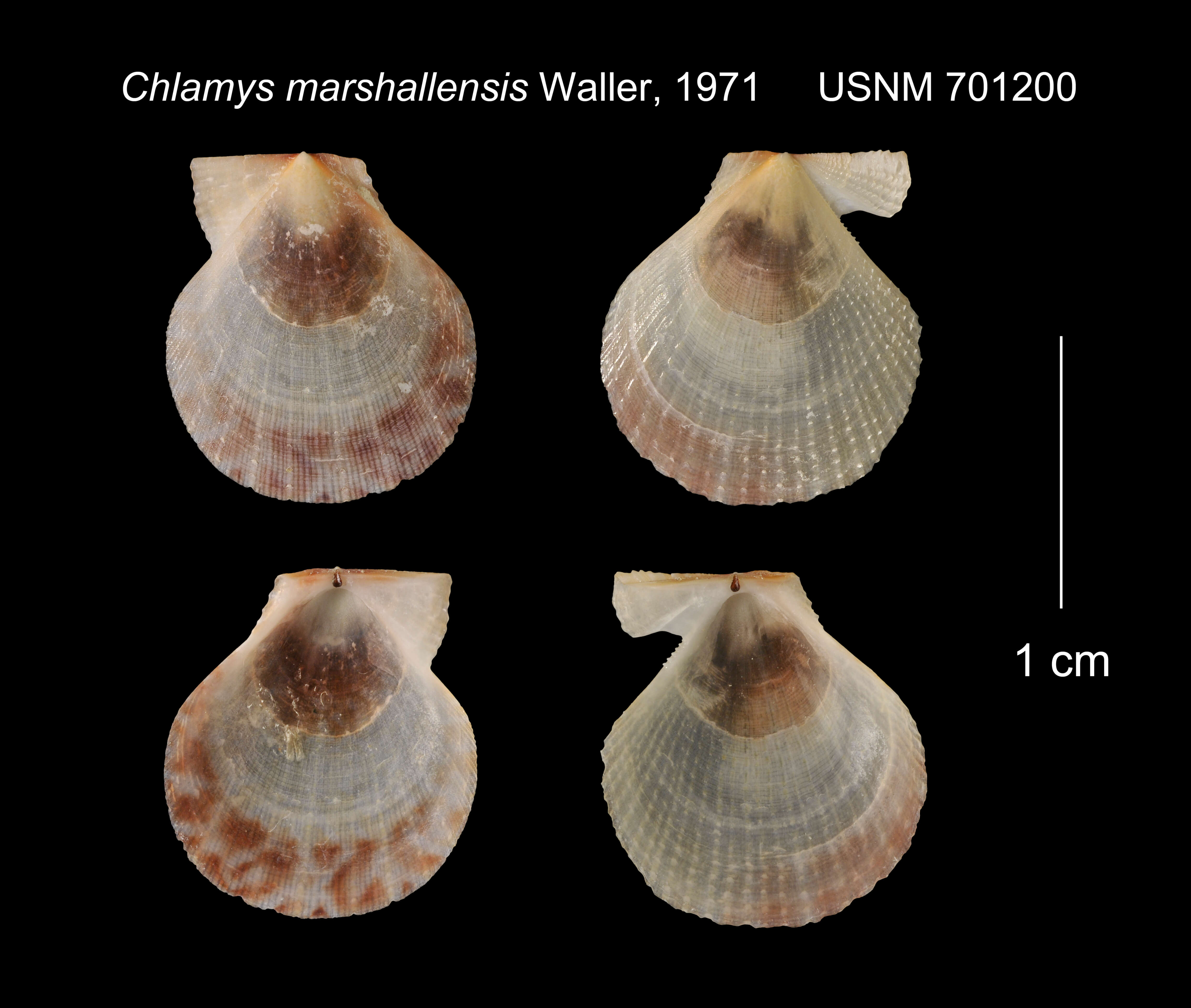 Plancia ëd Laevichlamys wilhelminae (Bavay 1904)