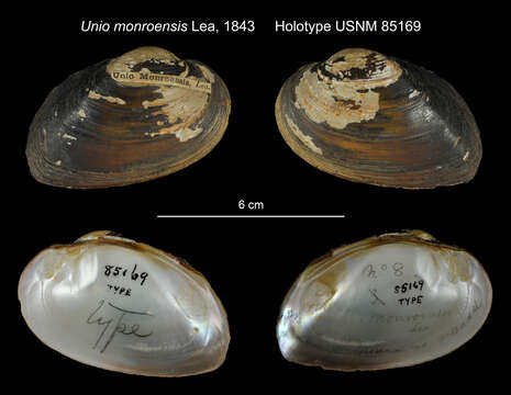 Image of Elliptio monroensis (I. Lea 1843)