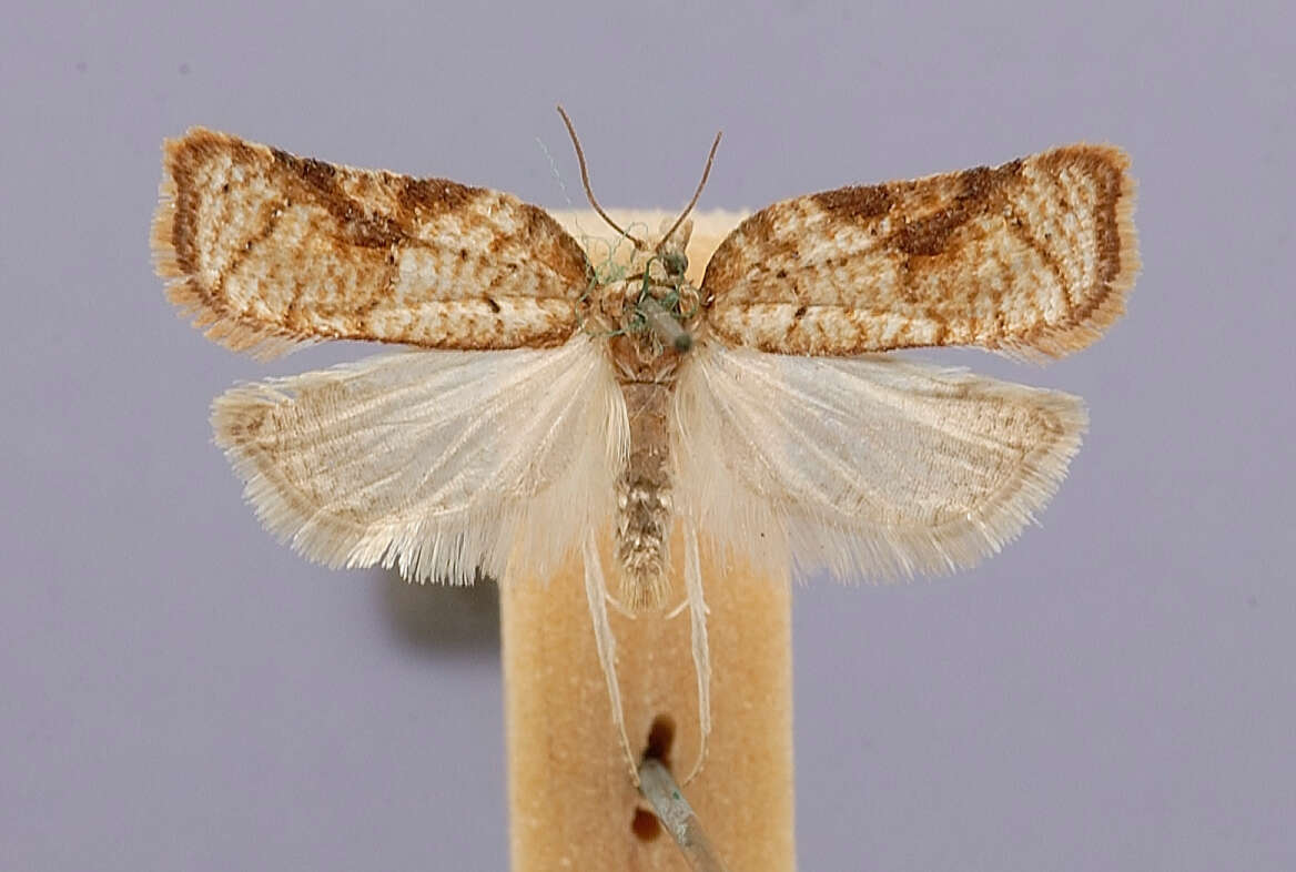 Image of Acleris cervinana Fernald 1882