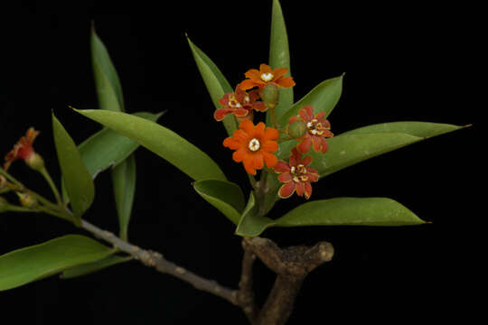 Image of Bonellia macrocarpa subsp. pungens (A. Gray) B. Ståhl & Källersjö