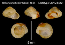 Image of <i>Helicina multicolor</i> A. A. Gould 1847