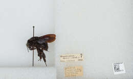 Image of Bombus morio (Swederus 1787)