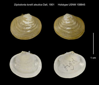 Image of Diplodonta torelli aleutica Dall