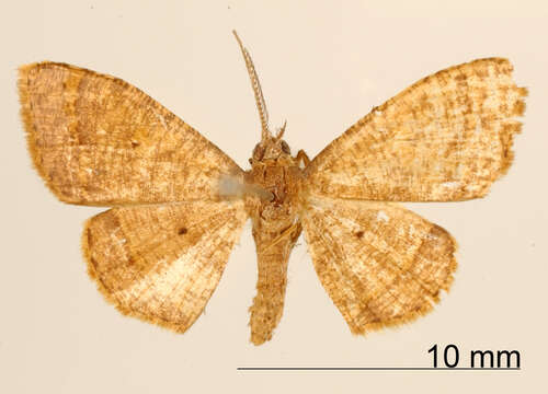 Image de Cyclomia strigifera Warren 1906