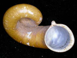 Rhiostoma smithi Bartsch 1932 resmi