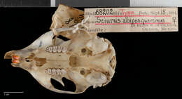 Image of Sciurus aureogaster nigrescens Bennett 1833