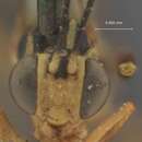 Image of Eiphosoma dentator (Fabricius 1804)