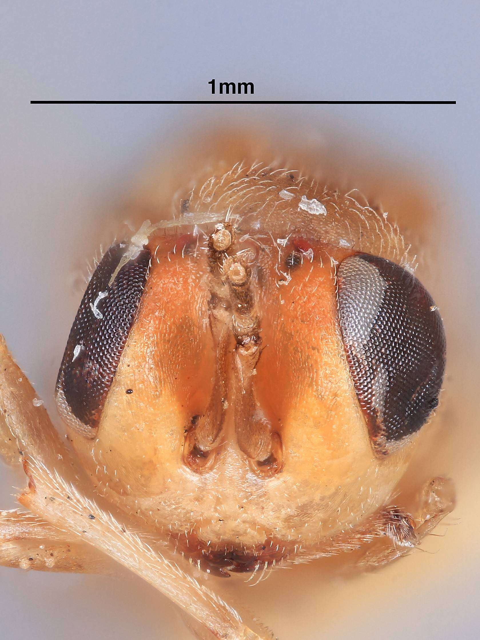 Image of Tanaostigmodes basilaris La Salle 1987