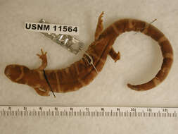 Image of Ringed Salamander