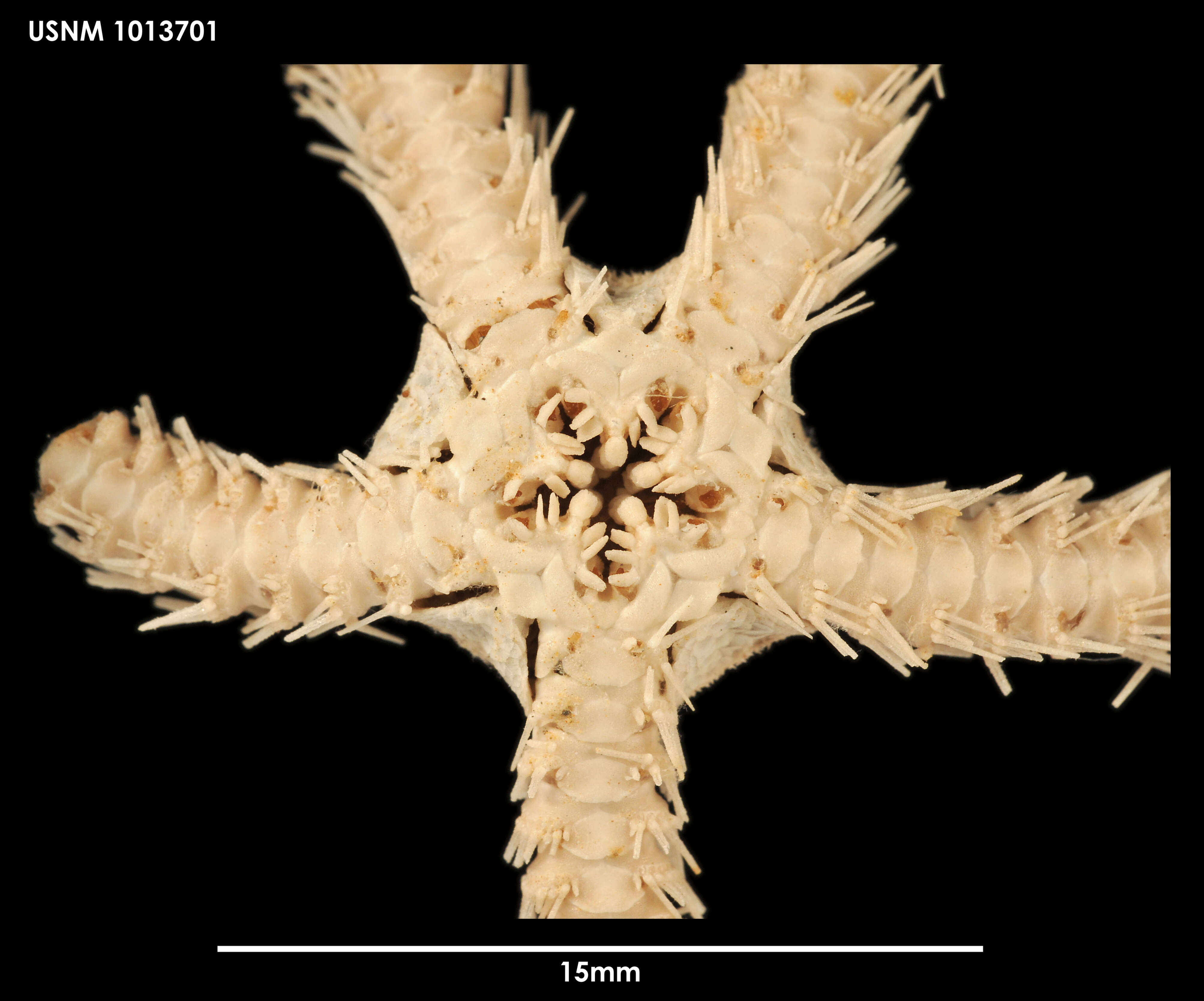 Image of Ophiacantha otagoensis Fell 1958