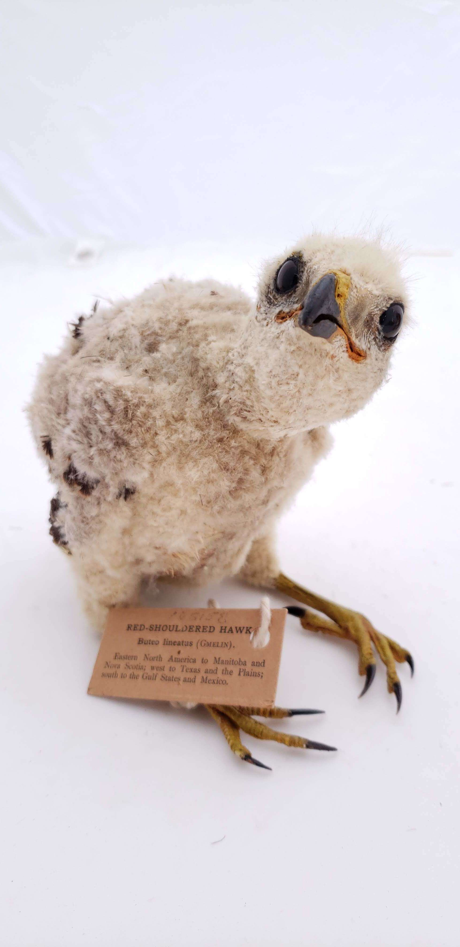 Image of Red-shouldered Hawk