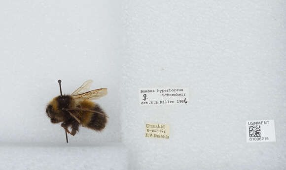 Image of High Arctic Bumble Bee