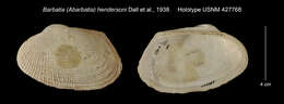 Image of leafy ark shell