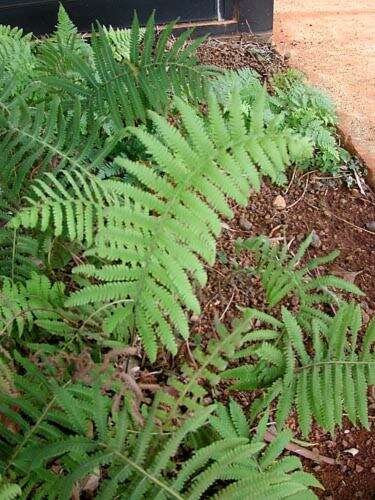 Christella dentata (Forsk.) Brownsey & Jermy resmi