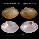 Image of Unio tripartitus I. Lea 1863