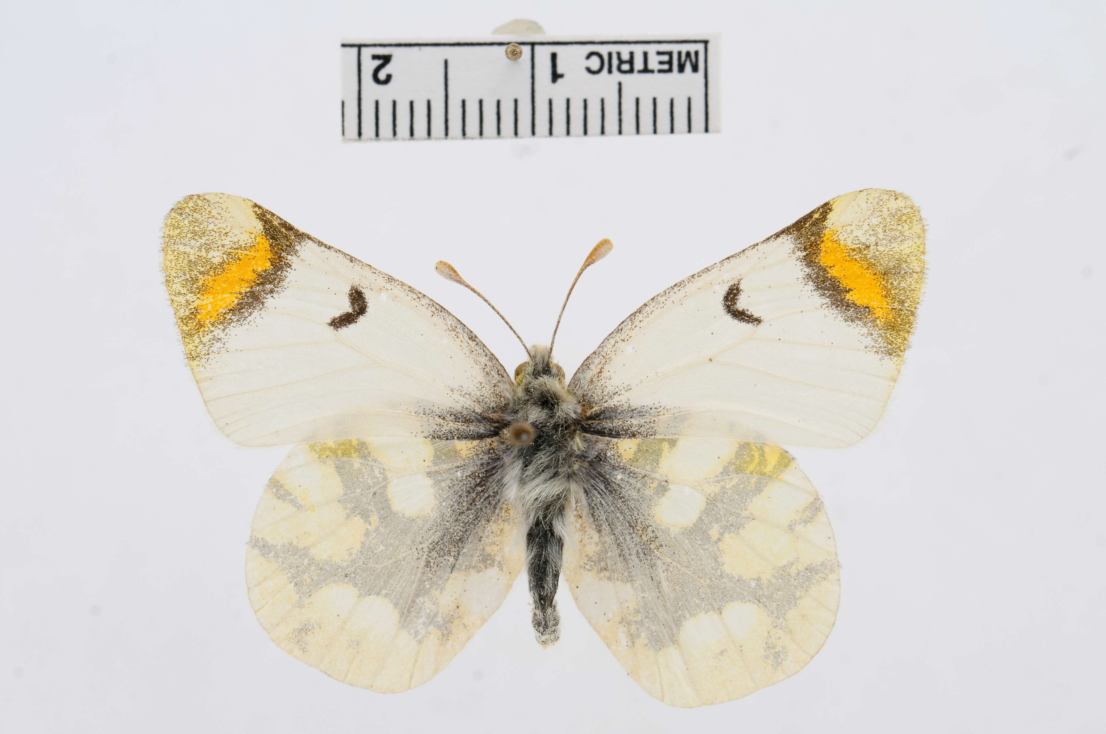 Image of Sooty Orange Tip