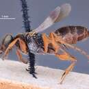 Image of Saliostethus mimicus (Bridwell 1920)