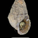 Sivun Lithasia jayana (I. Lea 1841) kuva