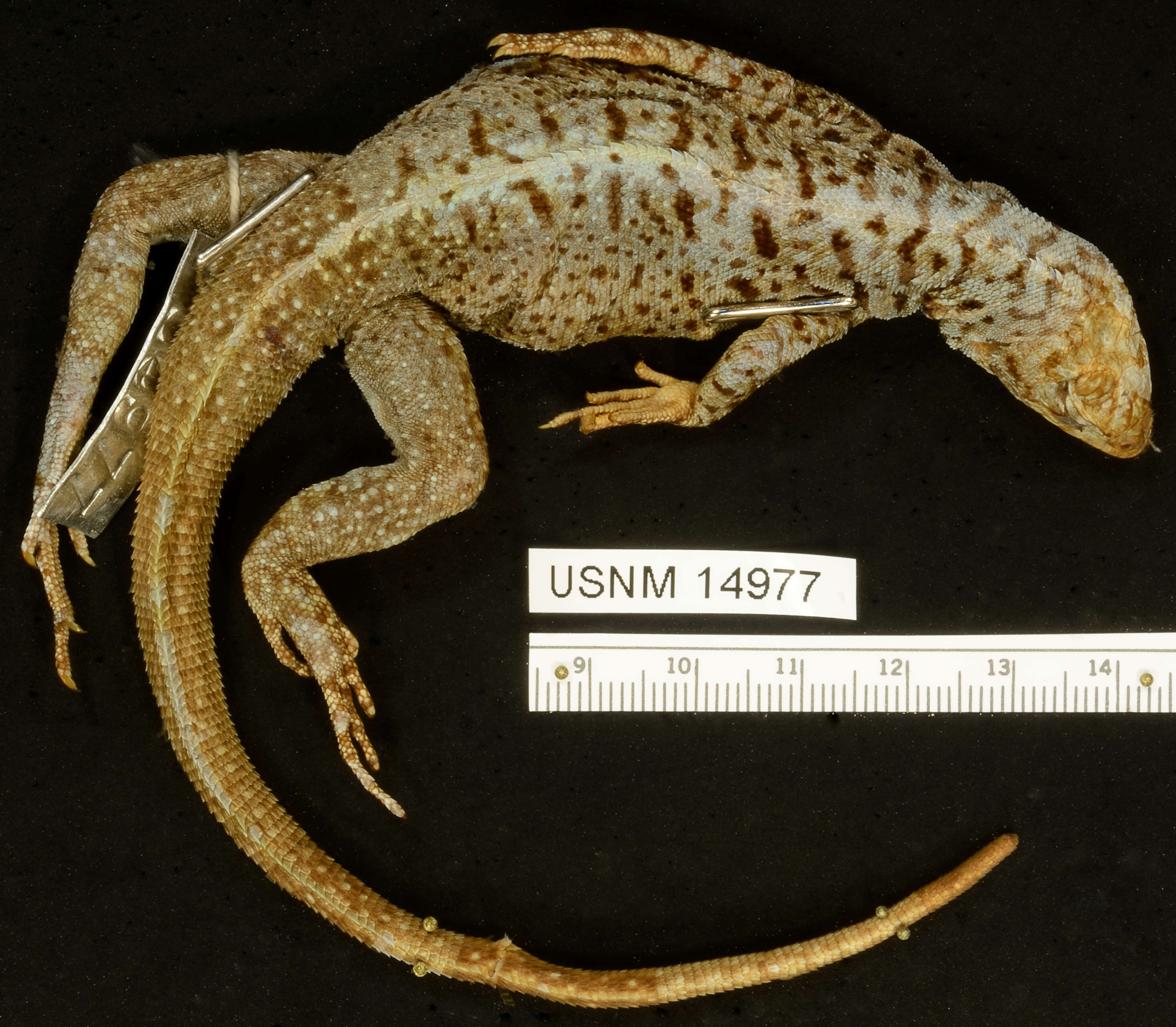 Image of Common Pacific Iguana