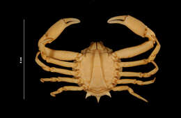 Image of Mottled Purse Crab