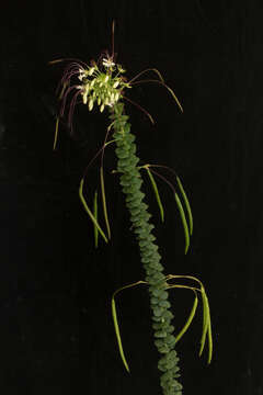 Image of Cleome spinosa Jacq.