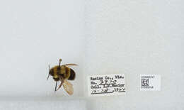 Слика од Bombus affinis Cresson 1864