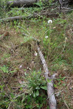 Image de Chaptalia tomentosa Vent.